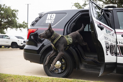 police dog jumping out of a patrol car